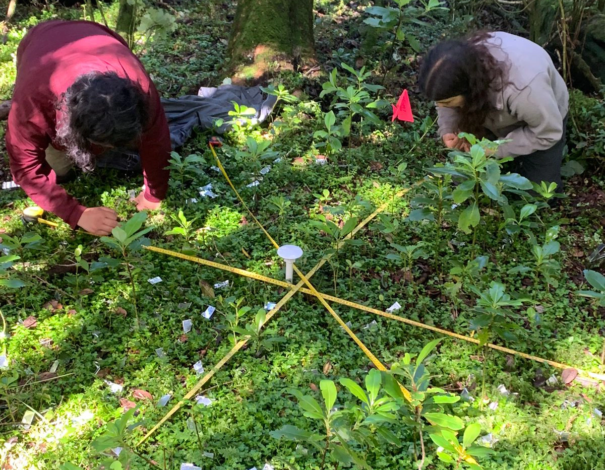 Monitoreo de regeneración arbórea en fragmentos del bosque nativo en el Parque Nacional Fray Jorge