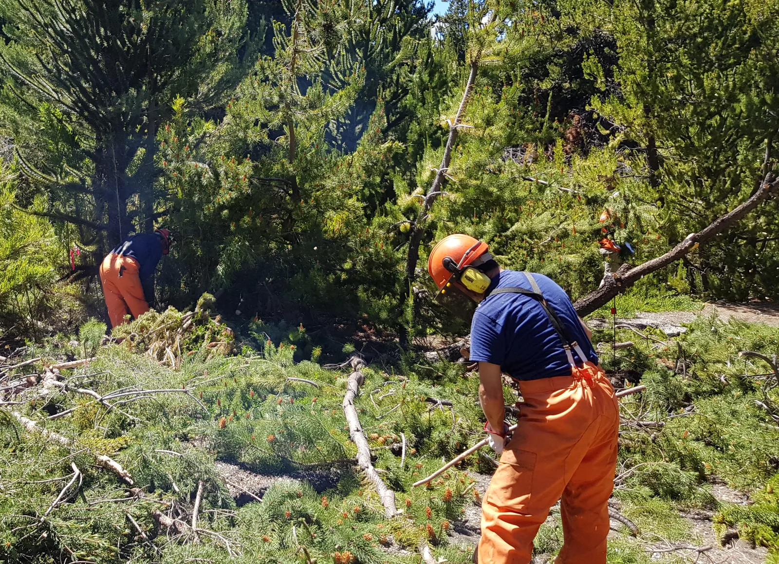 Actividades de control de invasión de Pino contorta en la Reserva Nacional Malalcahuello